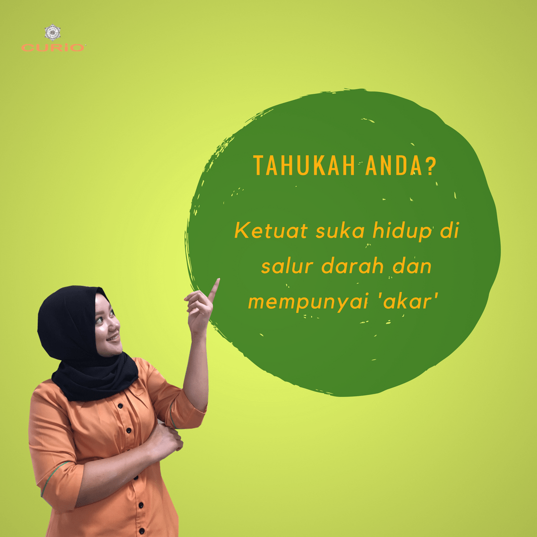 ketuat tumit di kaki